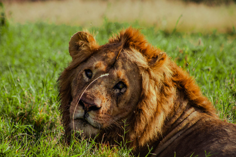 Zanzibar: 4-Day Mid-Range Safari Special for Honeymooners