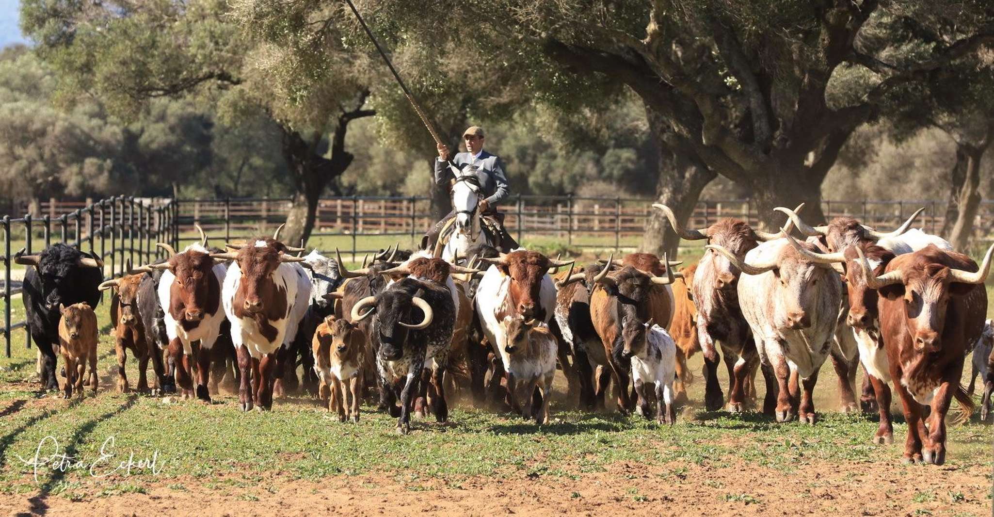 Cadiz: Andalusian Horses and Bulls Country Show photo 6
