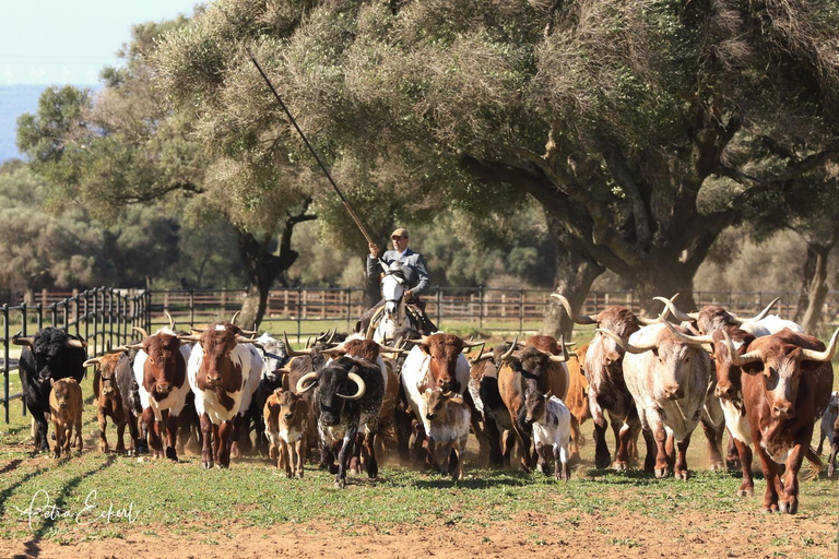 Cádiz: Espectáculo Campestre de Caballos y Toros Andaluces