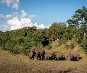 Rhino Walking Safari -Mosi -oa- Tunya National Park