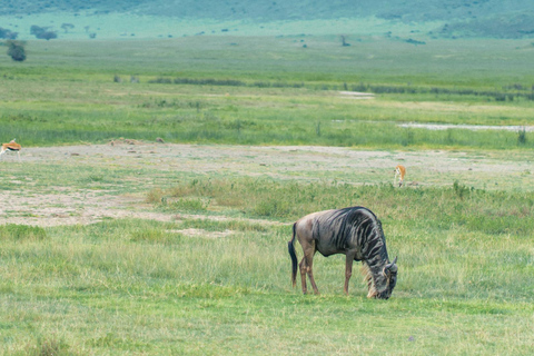 ARUSHA: SAFARI NGORONGORO ESCURSIONE GIORNALIERAARUSHA: ESCURSIONE DI UN GIORNO SAFIRI NGORONGORO