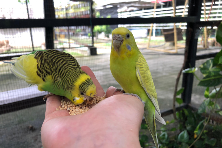 Penang Village Fun: Congkak Game, Local Treat & Petting Zoo