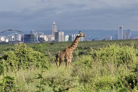 Nairobi National Park: Early Morning or afternoon adventure Early morning game drive in a Landcruiser JEEP
