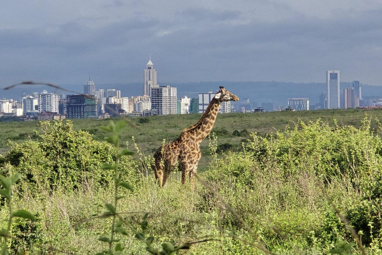 Nairobi National Park: Early Morning or afternoon adventure Early morning game drive in a Landcruiser JEEP