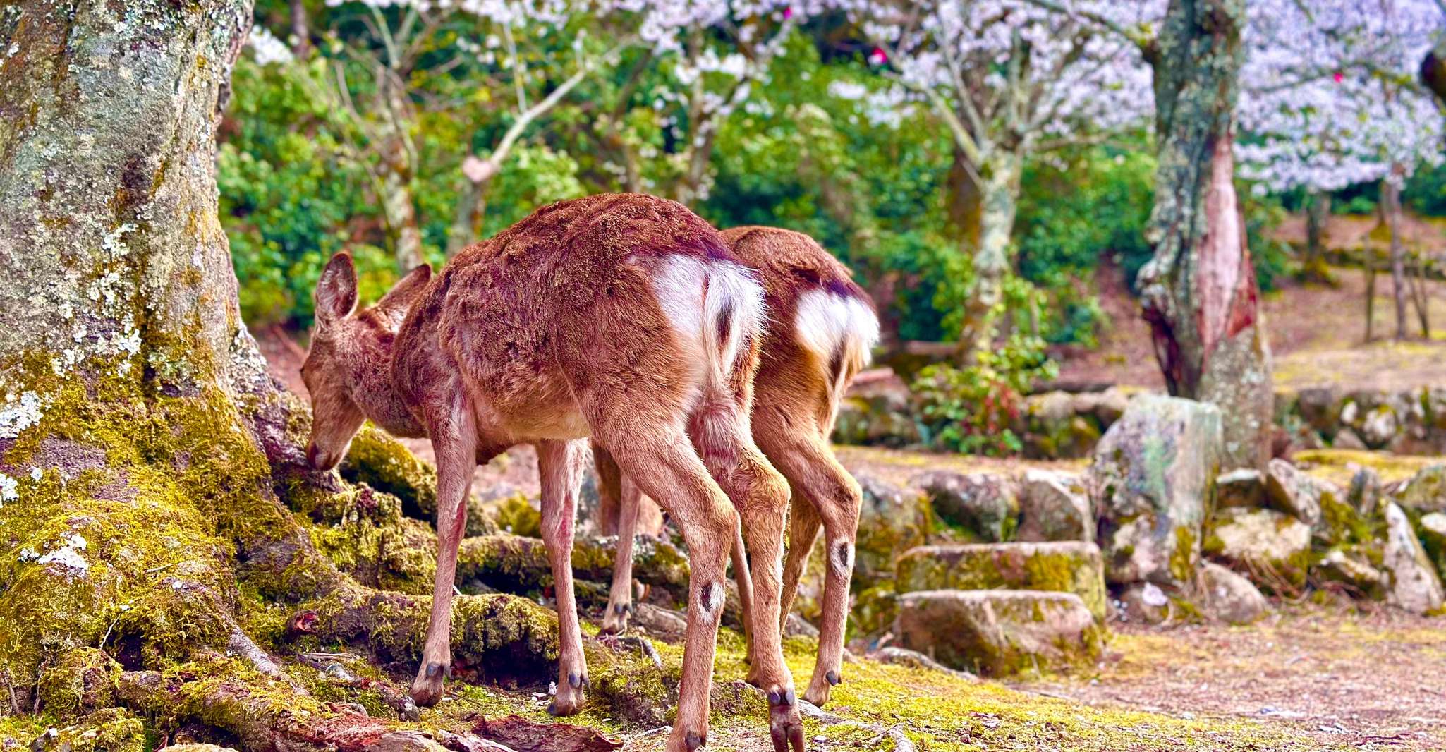Hiroshima: Hiroshima and Miyajima UNESCO Sites 1-Day Tour photo 5