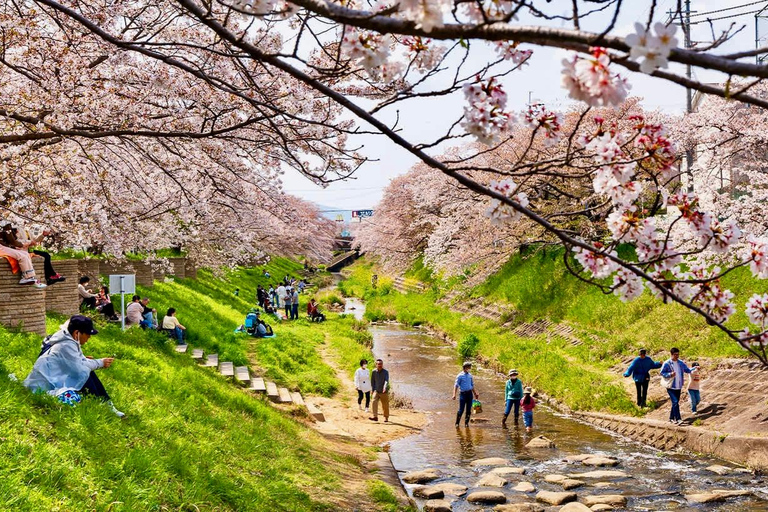 Quioto: tour familiar particular com guia, natureza e culturaKyoto: Tour particular para famílias com natureza e cultura