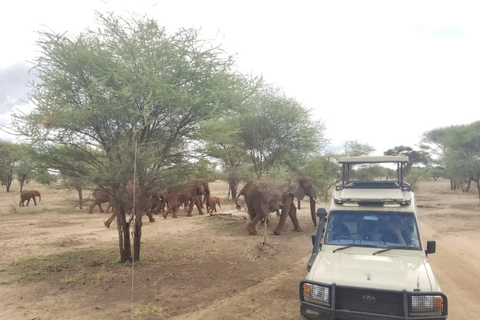 4-dniowe safari na kempingu w Tarangire, Serengeti i Ngorongoro