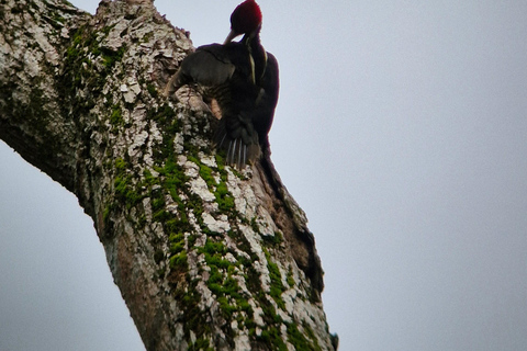 Puerto Jiménez, Safari a Carate observación de vida salvaje en 4*4