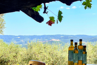 Istria settentrionale: degustazione di olio d'oliva e paesaggio