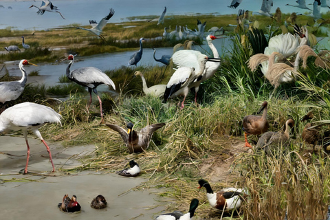 Nanchang: Jiangxi Museum Guided Tour with Entry Ticket