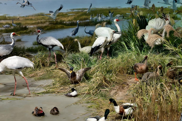 Nanchang: Jiangxi Museum Guided Tour with Entry Ticket