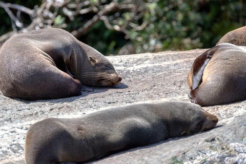 Milford Sound: Entdecke mehr auf unserer längsten FahrtMilford Sound: Discover More on our Longest Cruise