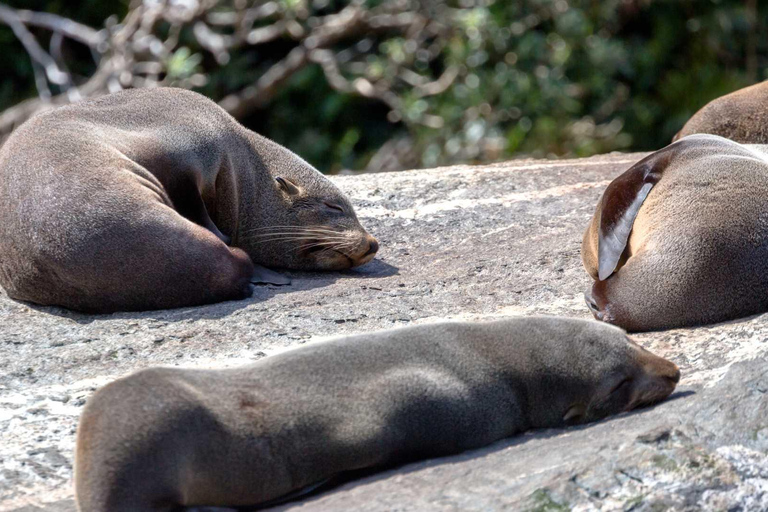 Milford Sound: Entdecke mehr auf unserer längsten FahrtMilford Sound: Discover More on our Longest Cruise