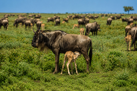 From Moshi: Tarangire National Park Safari with Lunch