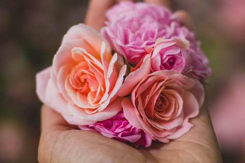 Quito: Roses, Cheese & Volcano View Cotopaxi Day Tour