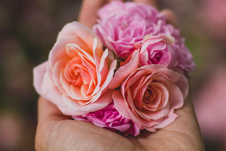 基多：玫瑰、奶酪与火山景观科托帕希一日游基多：玫瑰、奶酪与科托帕希火山一日游