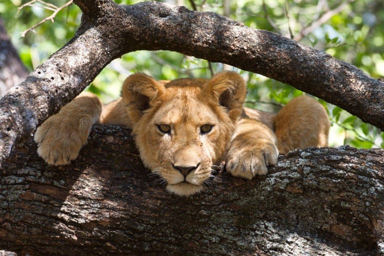 7-daagse luxe wildlife safari in Tanzania