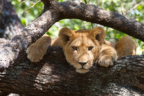 4 jours de safari au camp sauvage du Ngorongoro et au lac Manyara