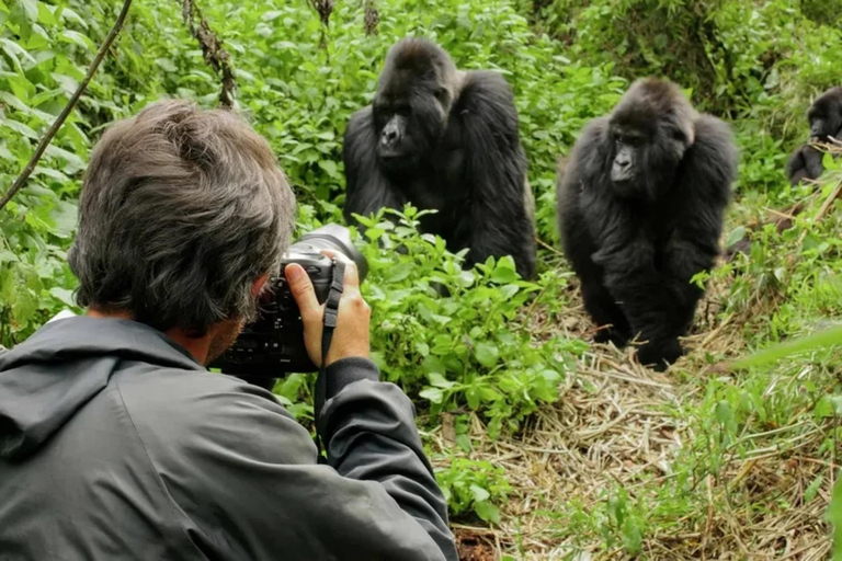 Rwanda 3 Day Gorilla & Chimpanzee Trekking tour