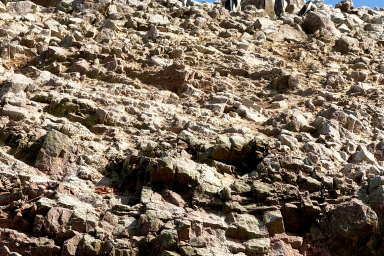 Ocean & Desert Journey: Ballestas, Vineyard & Huacachina