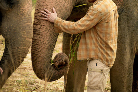 Bangkok : Visite d'une demi-journée du sanctuaire de la jungle des éléphants de Pattaya