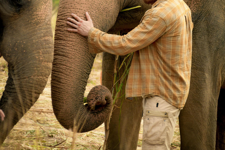 Bangkok : Visite d'une demi-journée du sanctuaire de la jungle des éléphants de Pattaya