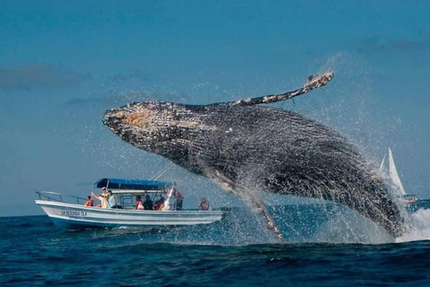 Punta Cana: Samaná Bay Whale Watching & Cayo Levantado