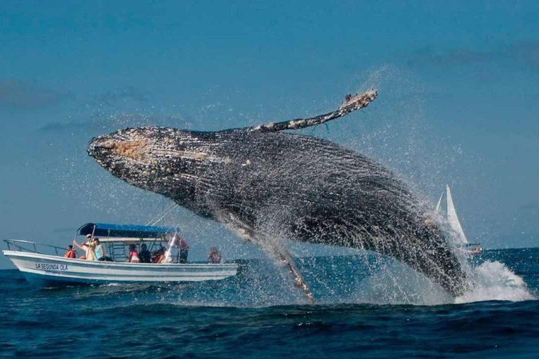 Punta Cana: Samaná Bay Whale Watching & Cayo Levantado