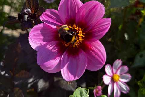 Région des bulbes : Tour cycliste des dahlias