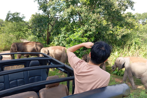 Experimenta a vida selvagem no Minneriya National Park Safari