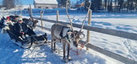Levi, Lappish Village Experience y renos de trineo - Housity