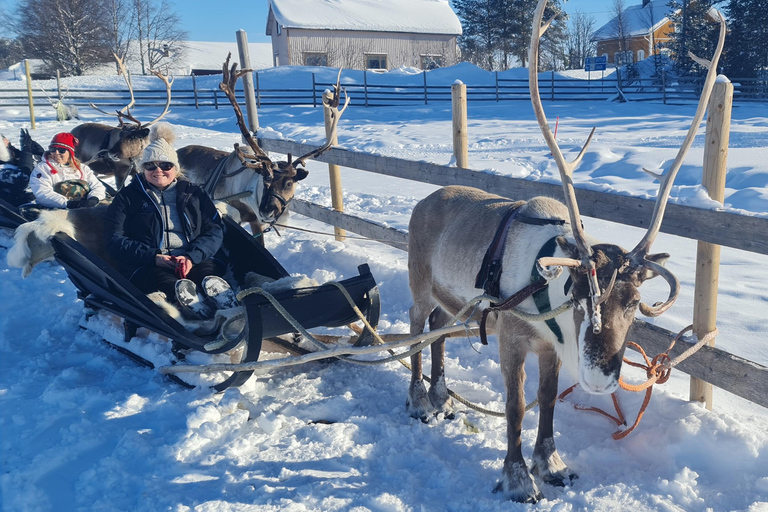 Levi: Lappish Reindeer Sled Ride 3 km