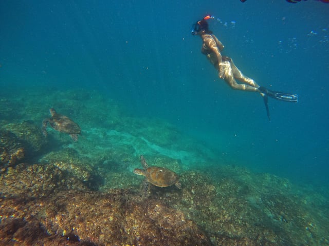 From Dubai: Fujairah Snorkeling with Turtles, Transfer &amp; BBQ