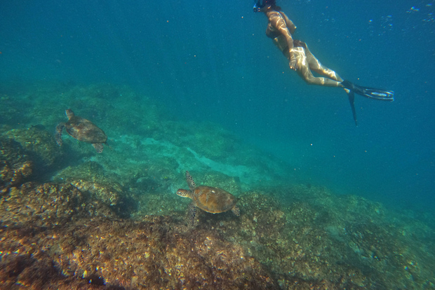 Depuis Dubaï : snorkeling avec les tortues à Fujaïrah et transfert