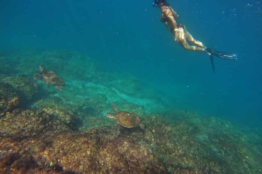 Von Dubai aus: Schnorcheln mit Schildkröten in Fujairah, Transfer & BBQ. Foto: GetYourGuide