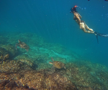 From Dubai: Fujairah Snorkeling with Turtles, Transfer & BBQ
