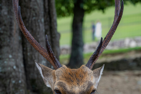 Kyoto/Osaka: Kyoto&Nara Private Customized Guided Tour