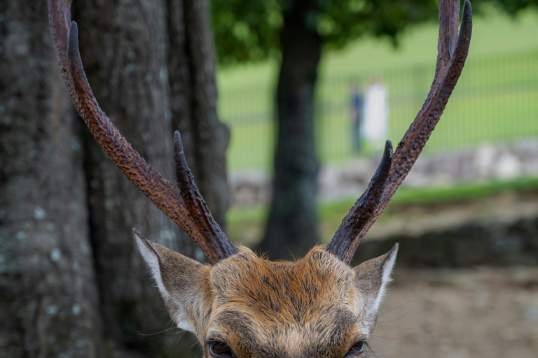 Kyoto/Osaka: Kyoto&Nara Private Customized Guided Tour