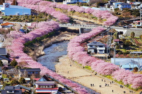 Tokyo to Izu: Kawazu Sakura Day Trip with Train & Pickup 7:00 Pick & Drop from Hotel/BnB (min 2 people)