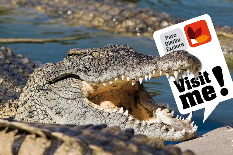 Djerba: Djerba Explore Experience with Crocodiles and Lella Hadhria Museum