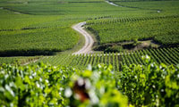 Marne, Champagne Region Private Day Tour met lunch - Housity