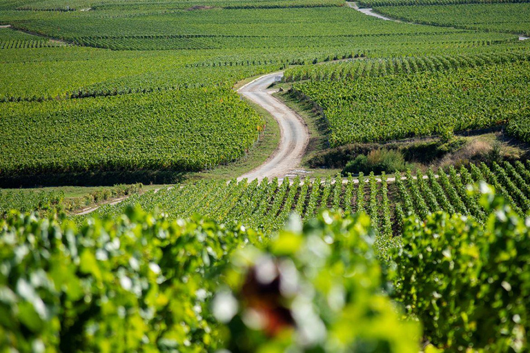 Marne: Champagne Region Private Day Tour with Lunch