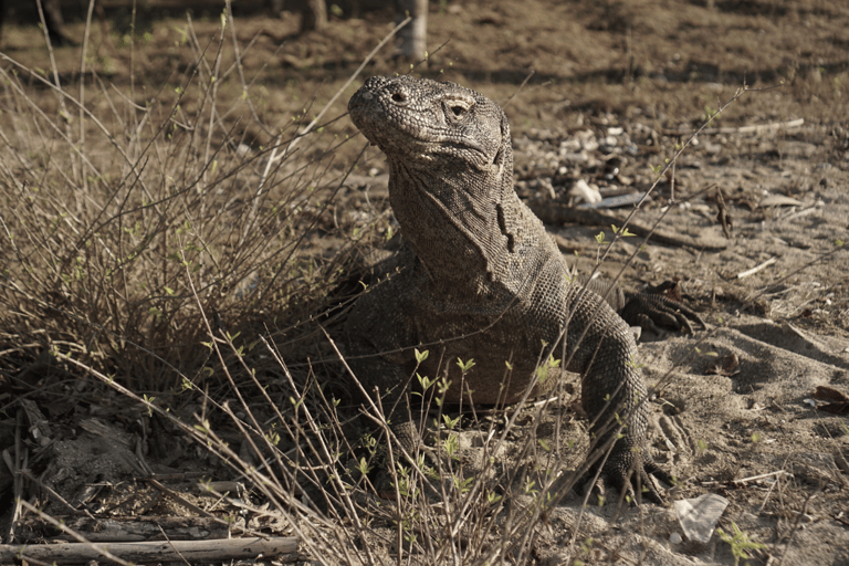 Komodoön: Privat 3-dagarstur med båt och hotellövernattning