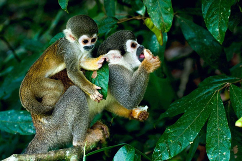 Aventura de 2 días en la selva amazónica desde Iquitos