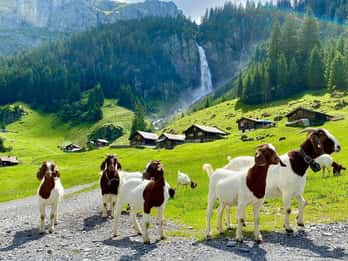 Entdecke die Schweizer Dörfer: Interlaken-Grindelwald(Private Tour)