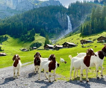Explore Swiss Villages: Interlaken-Grindelwald(Private Tour)