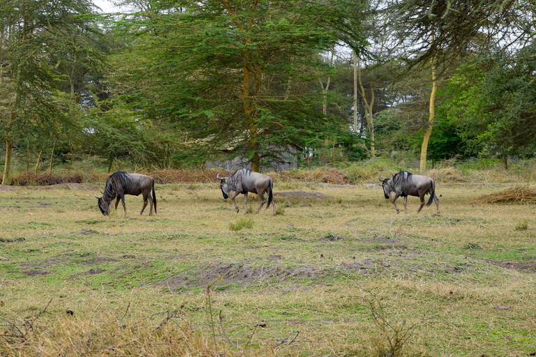 Viaggio di due giorni al Lago Manyara con canoa e passerella tra le cime degli alberiCampeggio a Karatu