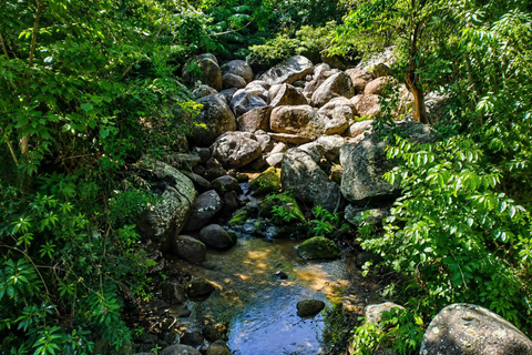 Son Tra Monkey Tours : Spot Red-Shanked Douc & Sightseeings Morning Trip by Driver also Forest Ranger