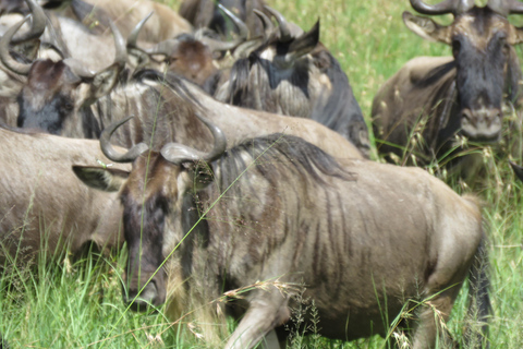 One Day Shared Ngorongoro Crater tour