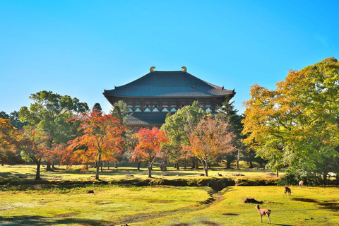 Osaka:Nara & Uji In-depth One-Day Tour丨Deer Feeding
